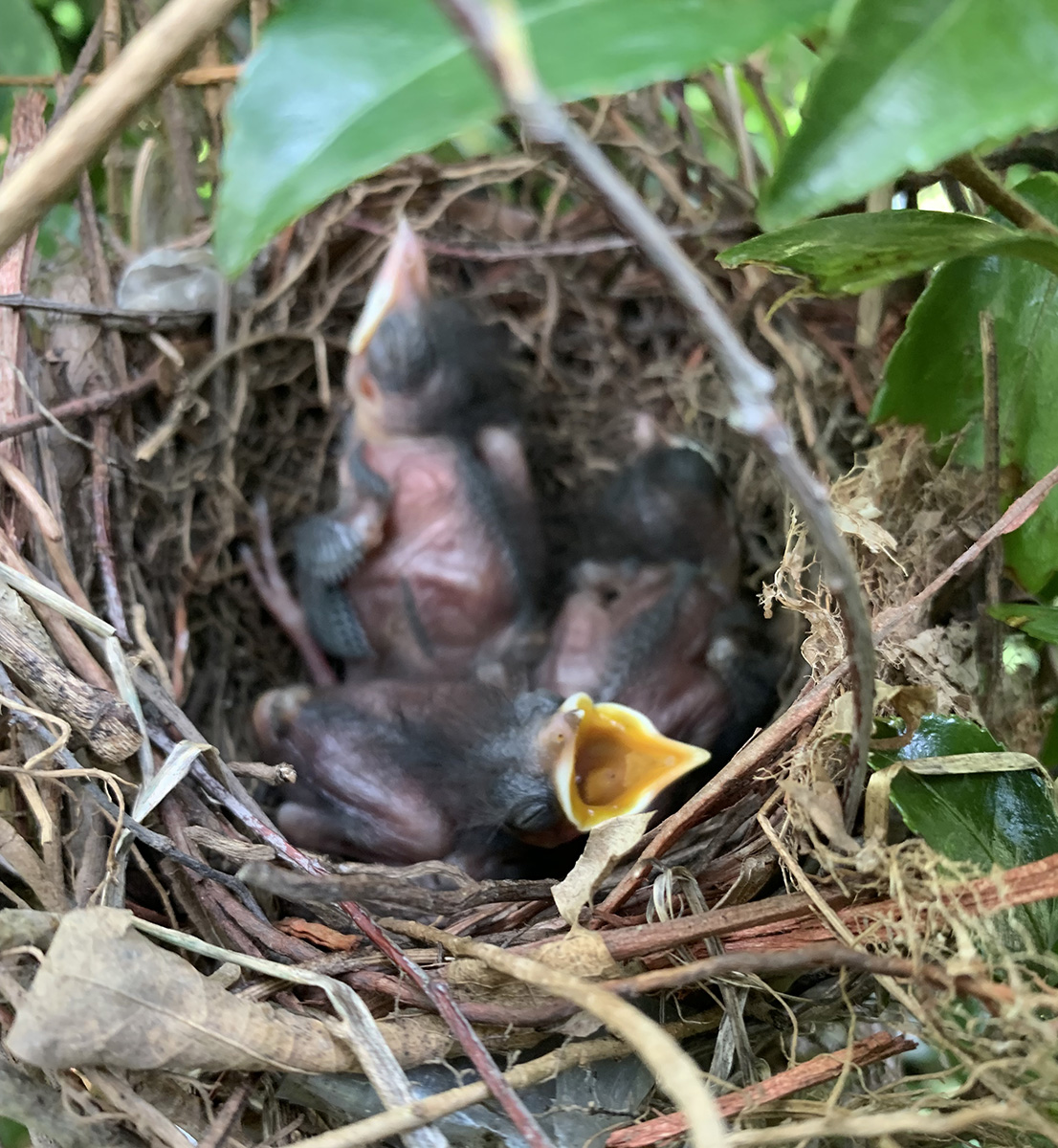 An image of three baby catbirds in the nest within the shrub