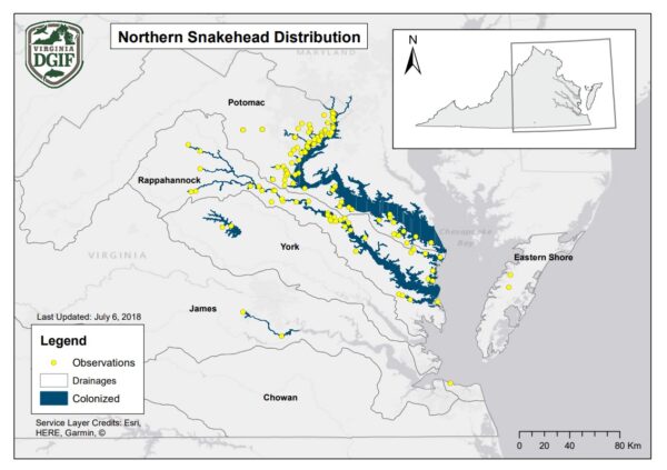 Northern snakehead distribution map from 2018