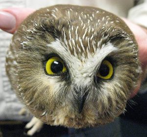 An image of the round face of a northern Saw whet owl