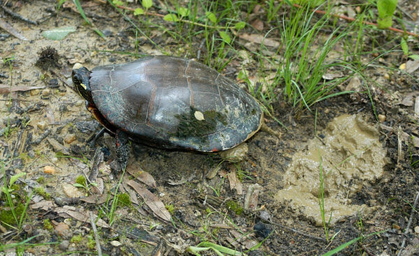 An image of Eastern painted turtle