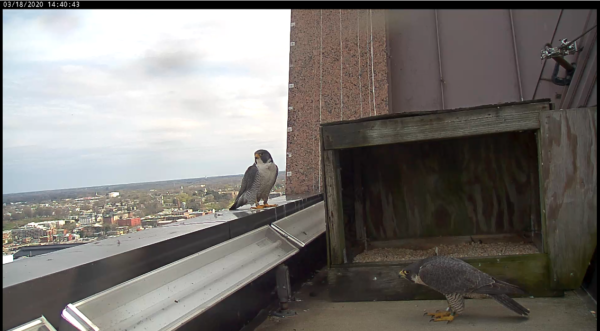 Male (left on ledge) and female (right in front of nest box)