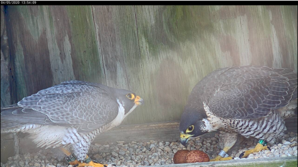 An image of both peregrine falcon parents looking at their two eggs