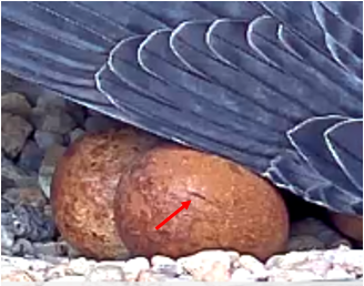 Zoomed in image of May 11th pipped egg
