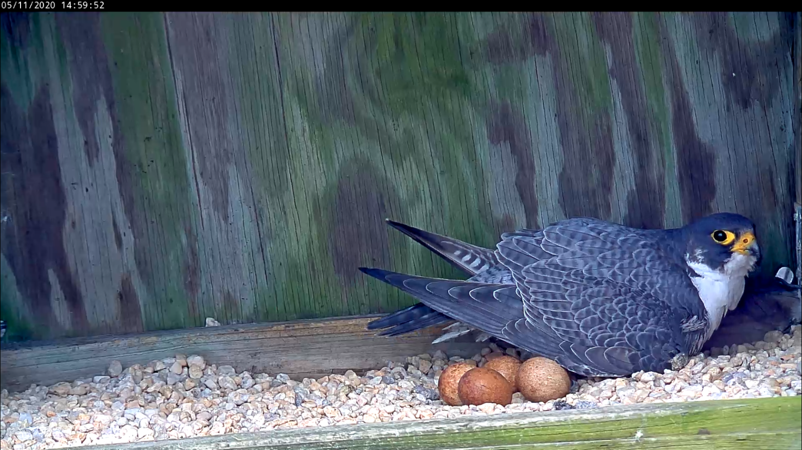 Small pip visible on May 11th in the forward-facing egg farthest from the adult male