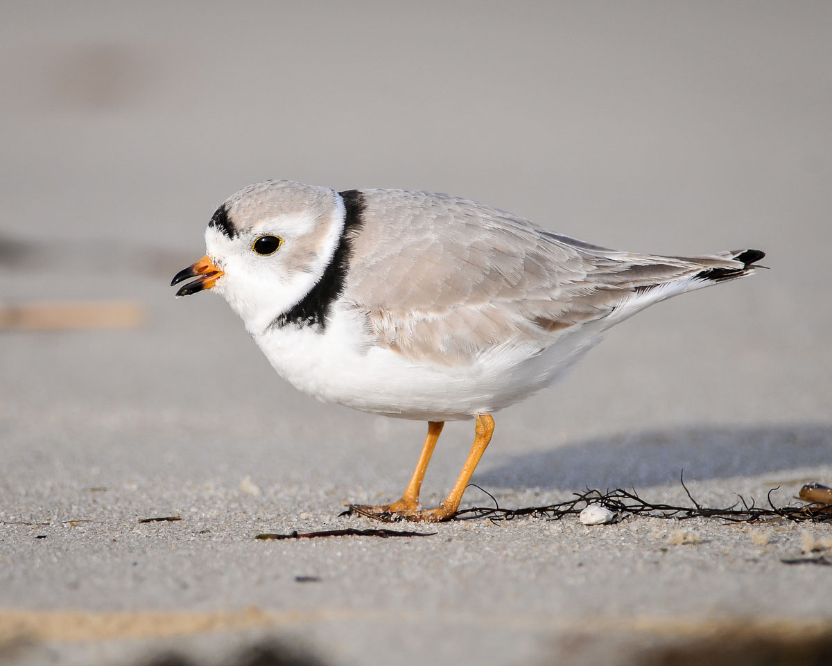An image of a piping plover on a beach
