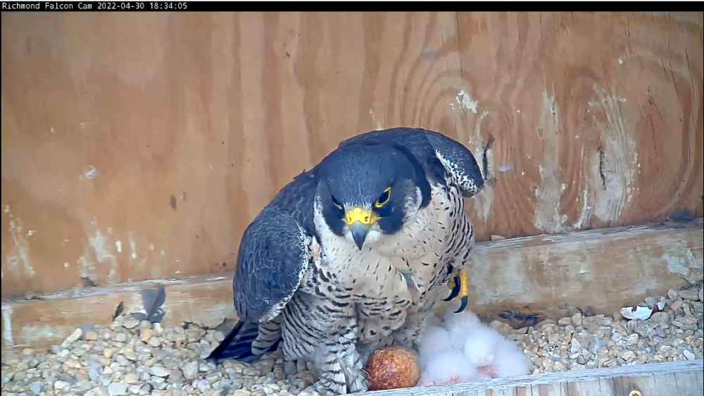 An image of the peregrine falcon and her three hatched chicks; the fourth egg has started to hatch