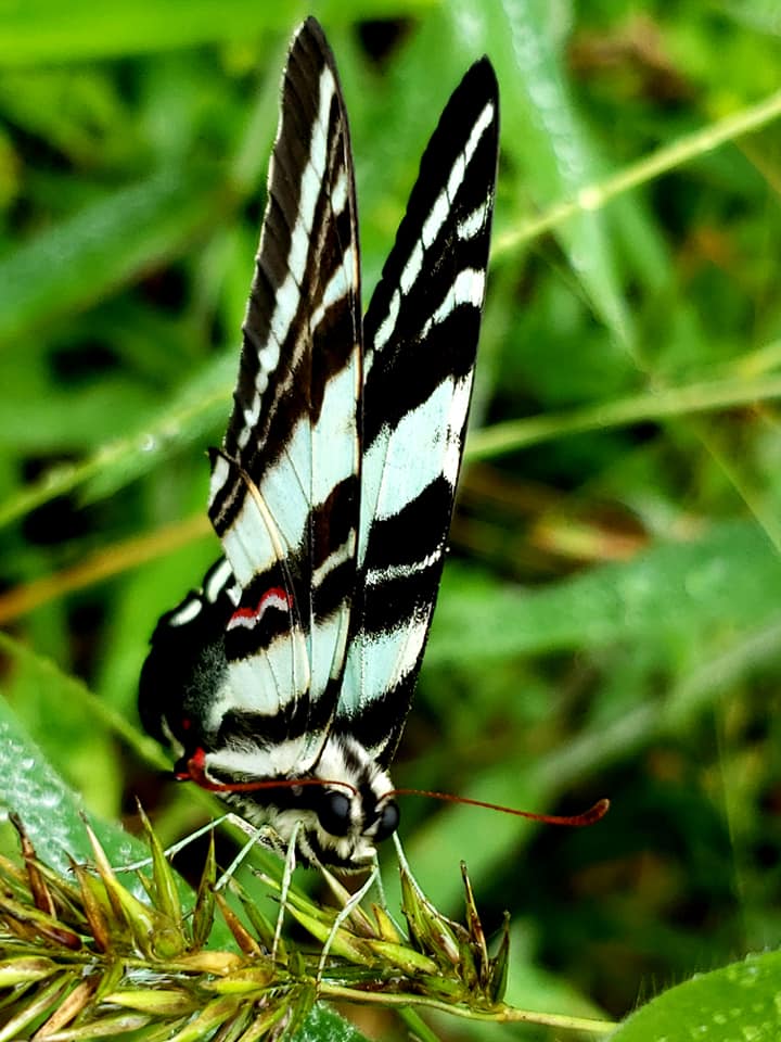 An image of a black and yellow butterfly that was taken at the Powhatan WMA