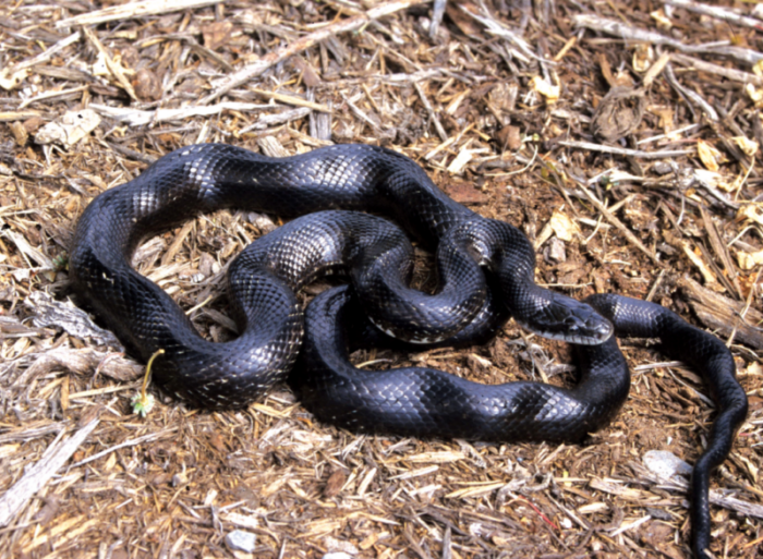An image of an eastern ratsnale on mulch; these snakes are a shiny black in color with a lighter belly.