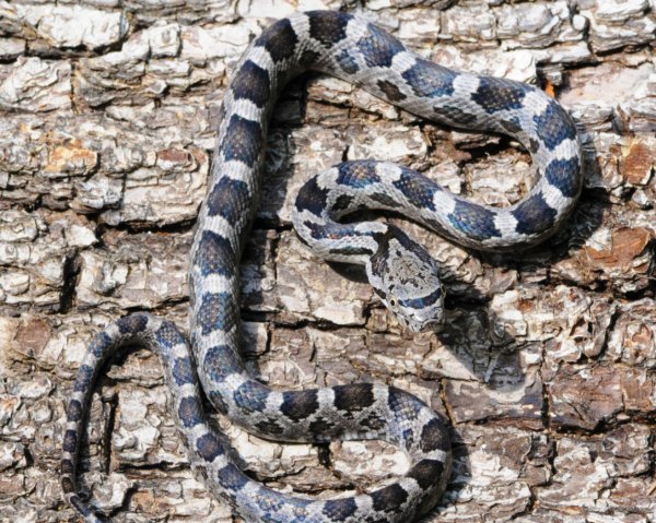 An image of an eastern ratsnake on a log
