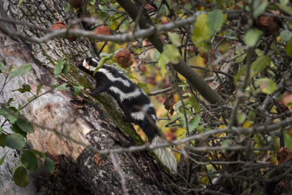 An eastern spotted skunk climbing up an apple tree.