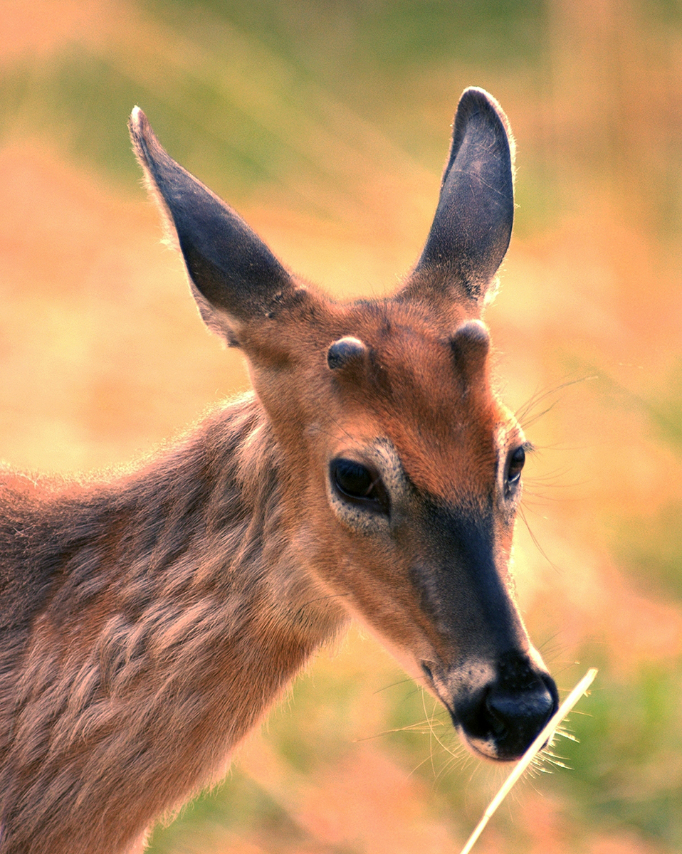 All About Antlers Virginia Dwr