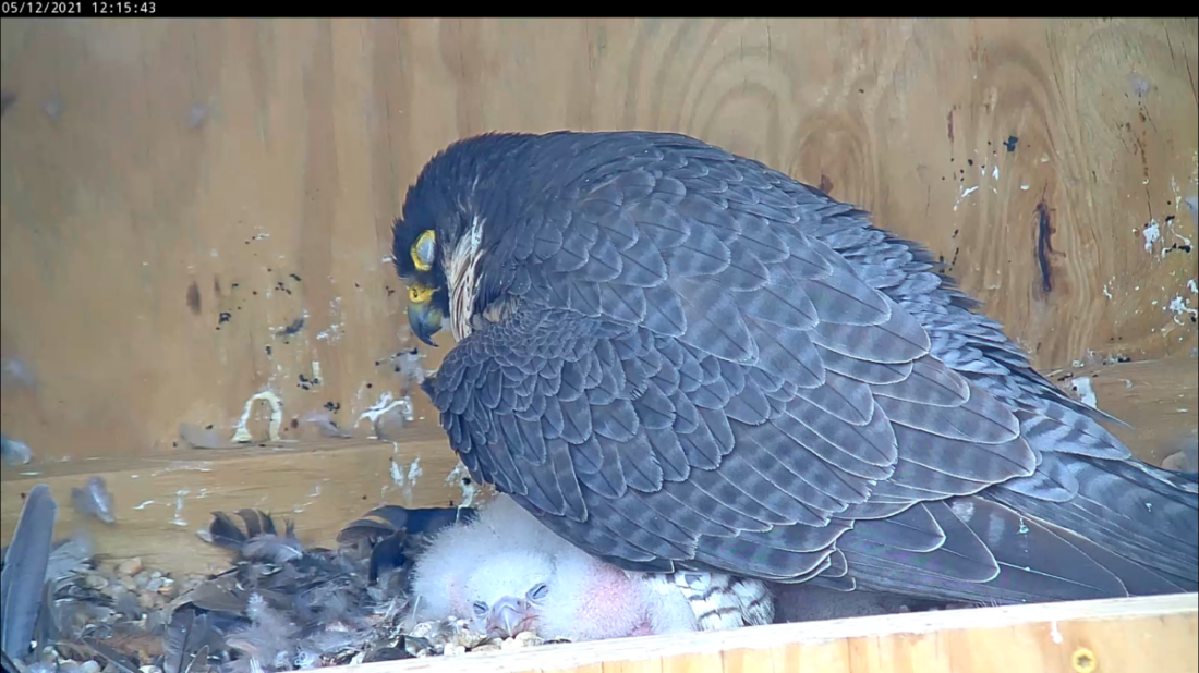 The adult female brooding her sleeping chicks