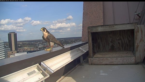 New banded female standing upon the parapet of the building ledge, just outside of the nest box.