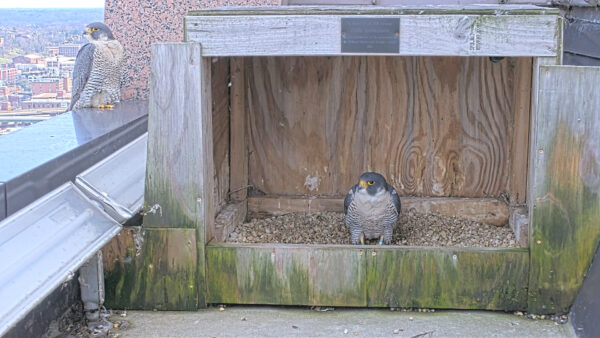 An image of two peregrine falcons on their nesting box