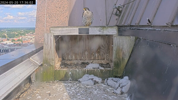 An image of four peregrine falcon chicks around the nest box and the adult female perching upon the nest box