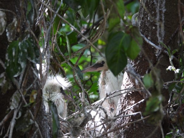 Snowy egret chicks in their nest that is part of the rookery on Ft. Wool.