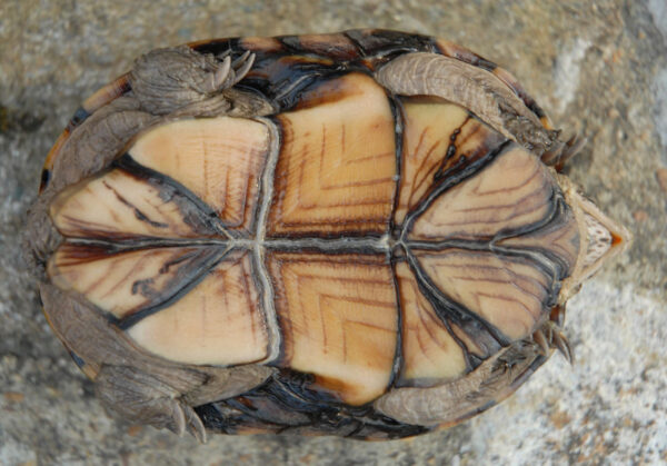 An image of eastern mud turtle