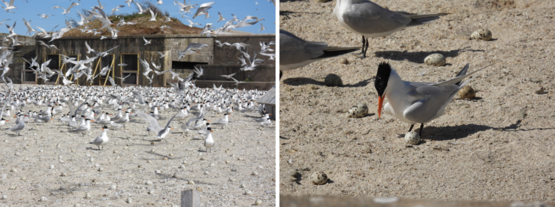Left: royal terns and their eggs spaced closely together on the parade ground. Right: a royal tern identifies its egg from thousands of other options.