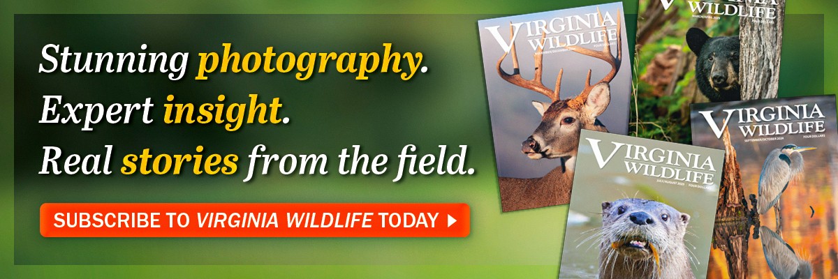 A collection of Virginia Wildlife magazine covers in promotion of Virginia Wildlife magazine subscriptions