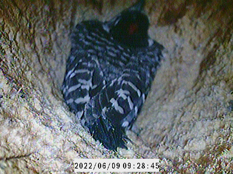 A fledgling bird seen inside a nesting cavity.