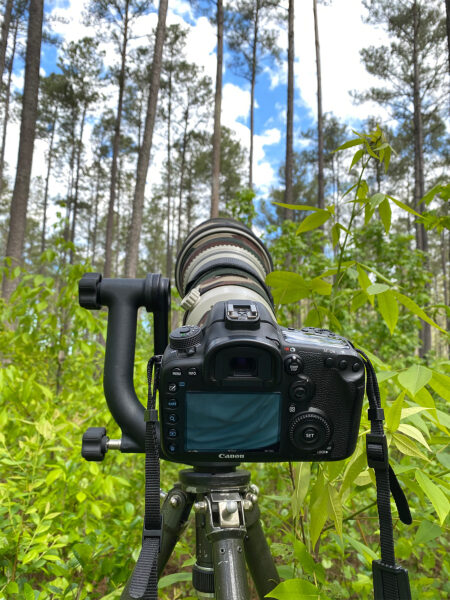 Tripod camera used to take pictures looking at a pine forest