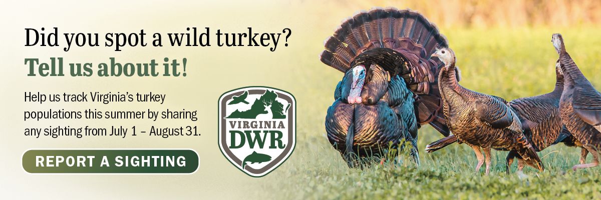 Turkeys standing in a field