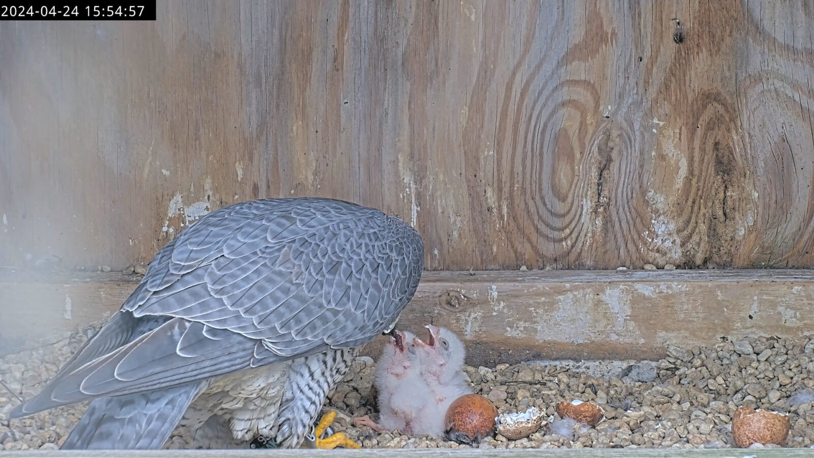 The mother peregrine falcon feeding her two chicks following their hatching