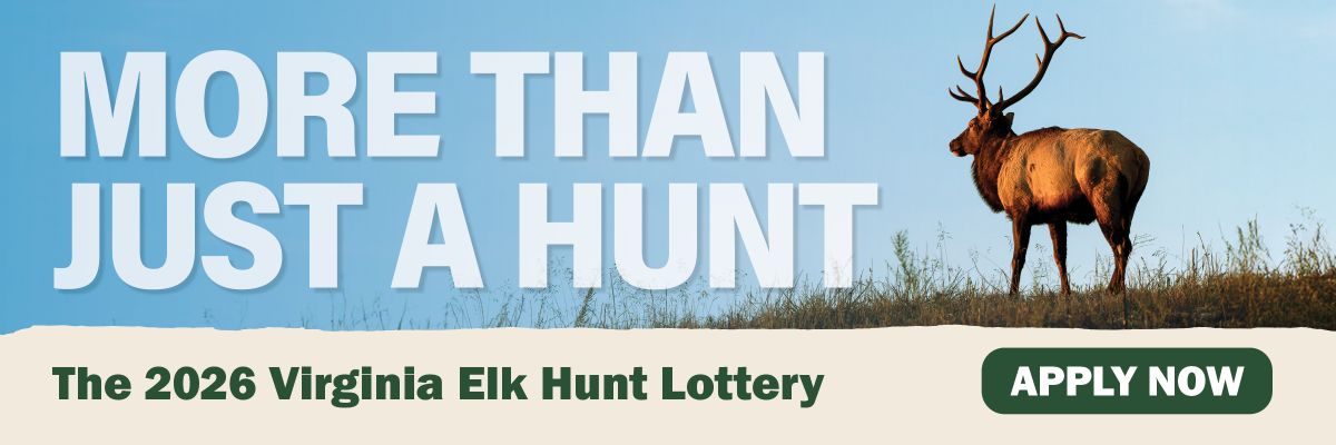 A majestic bull elk overlooking a meadow on a clear blue sunny day