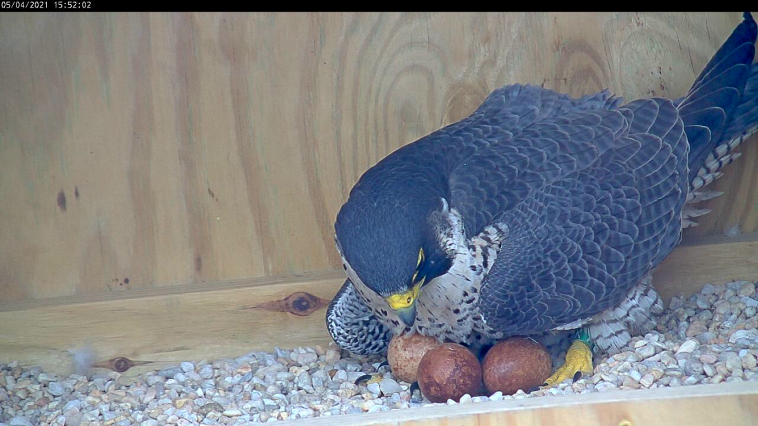 The female looking at the pips on the eggs as she incubates