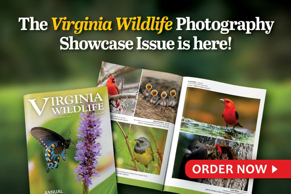 The Virginia Wildlife Photography Showcase Issue is here! 