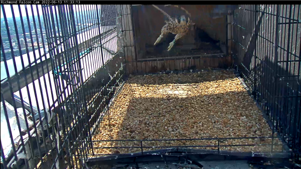 Male Peregrine Falcon chick exercising his wings.