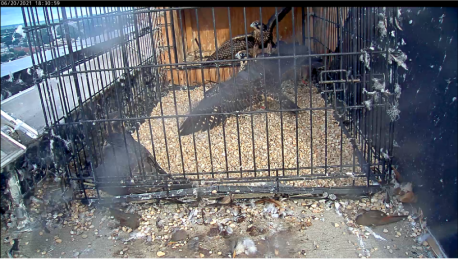 An image of two male peregrine falcon fledglings extending their wings in their cage