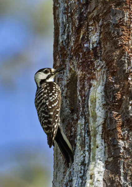 An image of a red-cockaded woodpecker at it's nesting cavity within the Big Woods Wildlife Management area.