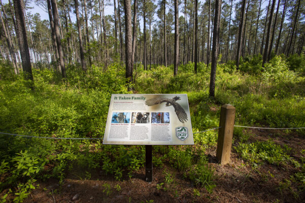 An image depicting an informational plaque at the Big Woods Wildlife Management area in the pine forest grown for the conversation of the Red Cockaded woodpecker. 