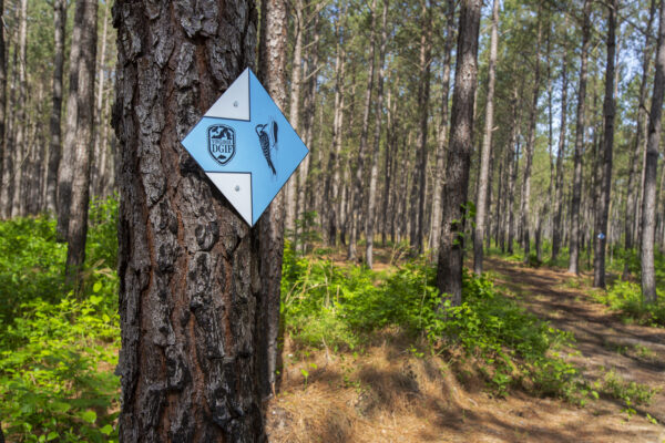 blue diamond shaped wayfinding signs mark the path to the Red-cockaded Woodpecker viewing area. 