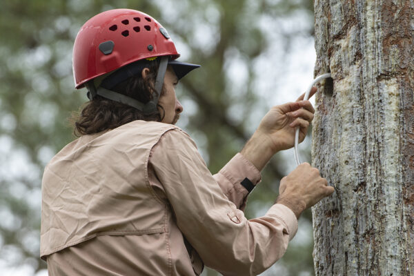 A biologist at the red cockaded woodpecker nest