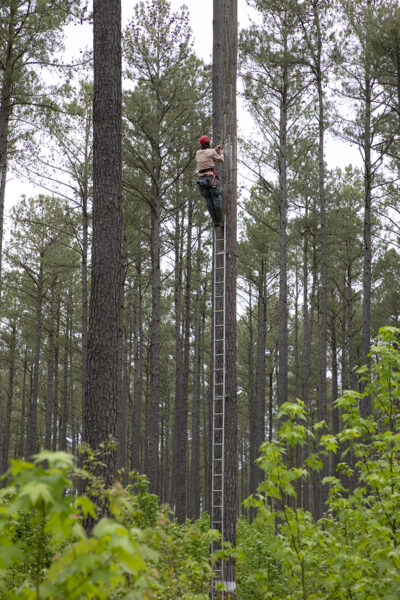 A biologist climbing the pine tree containing the Red cockaded woodpecker nest