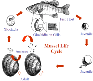 Mussel Life Cycle