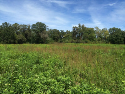 An image of a grassy meadow surrounded by trees; an ideal place for quail
