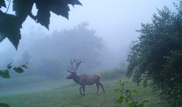 An image of a bull elk walking along a misty forest