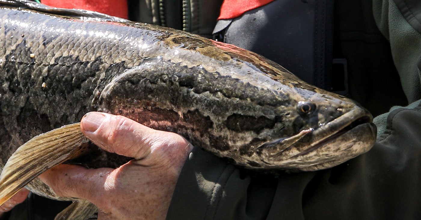 giant snakehead on land