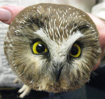 An image of a northern saw-whet owl which is brown in color with a tan vee in the middle of their face