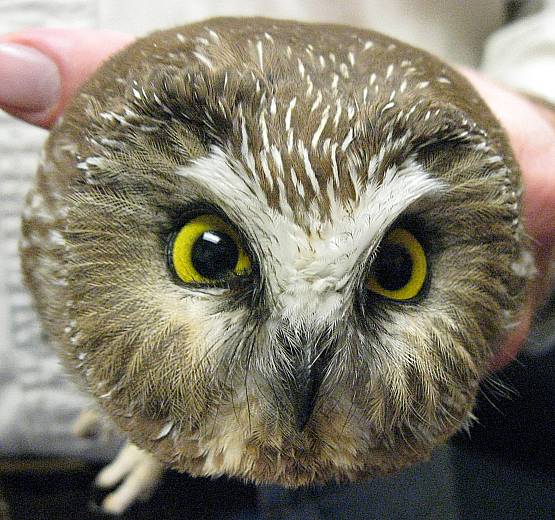 The Northern Sawwhet Owl Virginia’s “Other” Small Owl Virginia DWR