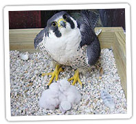 peregrine-falcon