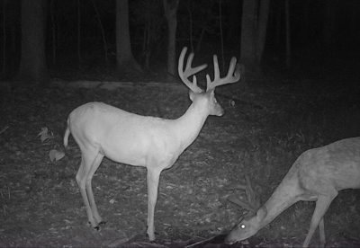 An image of two deer taken with a trail camera