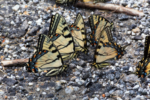 Swallowtail butterflies puddling on a gravel road.