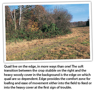 Quail-edge