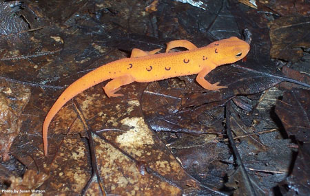 An image of a red spotted Newt on damp leaf foliage