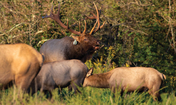 An image of a dominant bulk elk calling in the background and three calves in the foreground