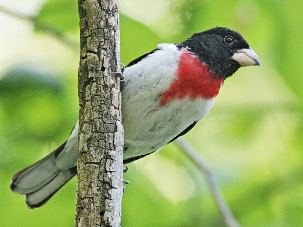 An image of a rose breasted grosbeak on a stick; these birds are small finches with a black back and head, a white belly and a red chest.